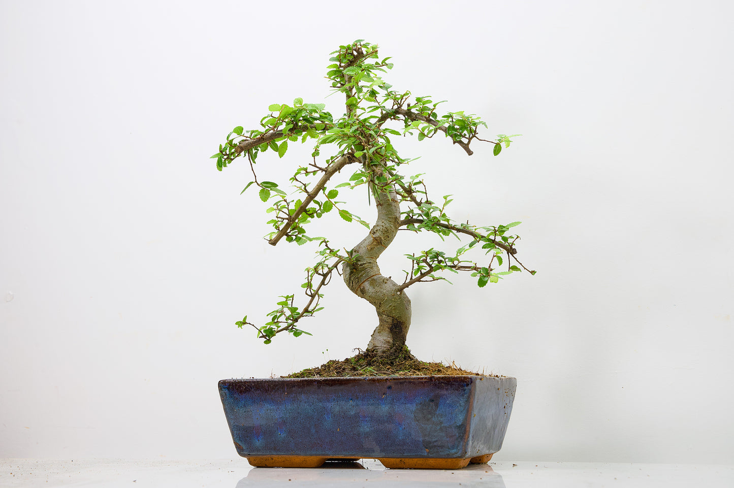 Chinese Elm Bonsai and Care Kit in 25cm Navy Ceramic Pot