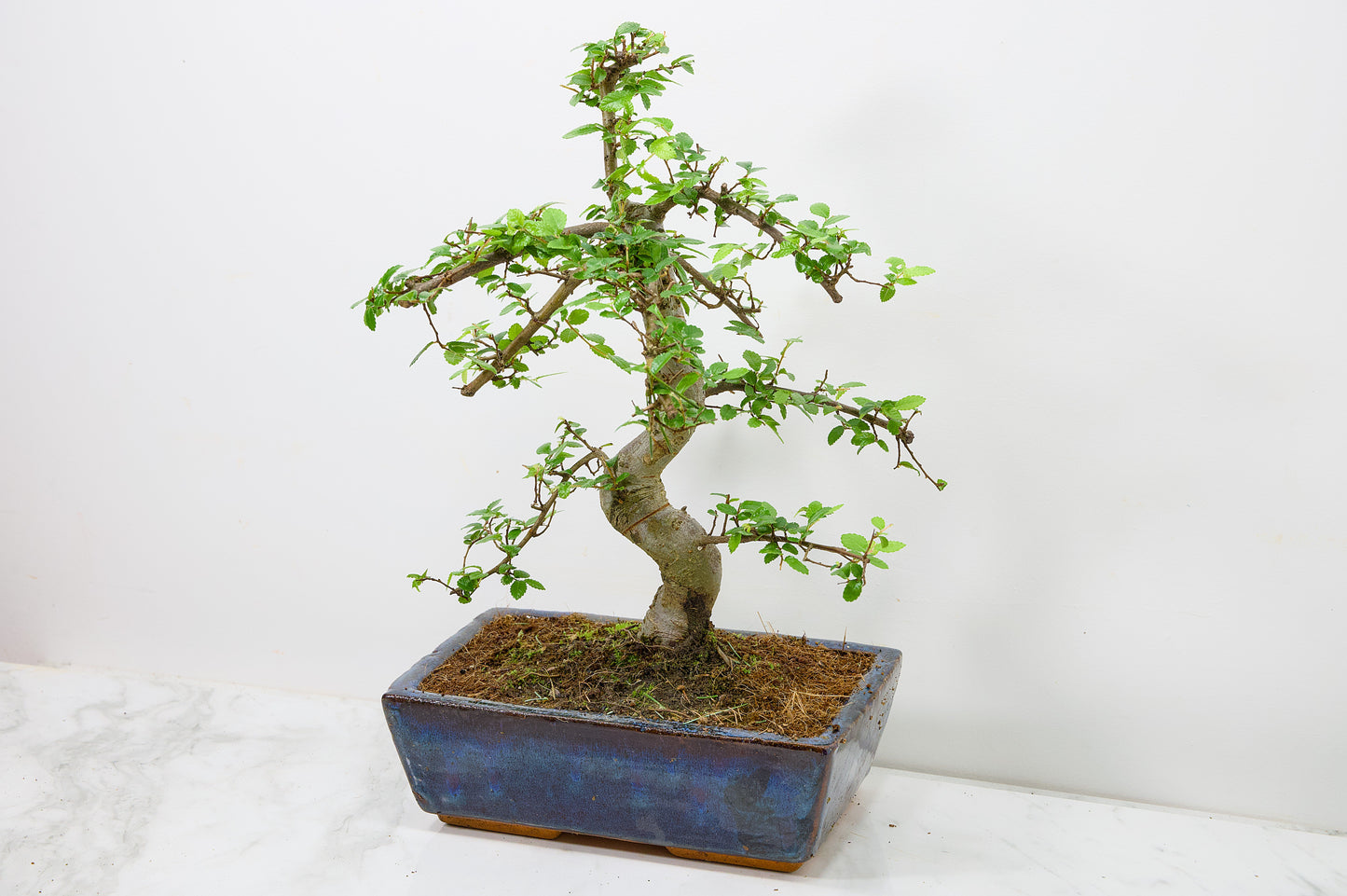 Chinese Elm Bonsai and Care Kit in 25cm Navy Ceramic Pot