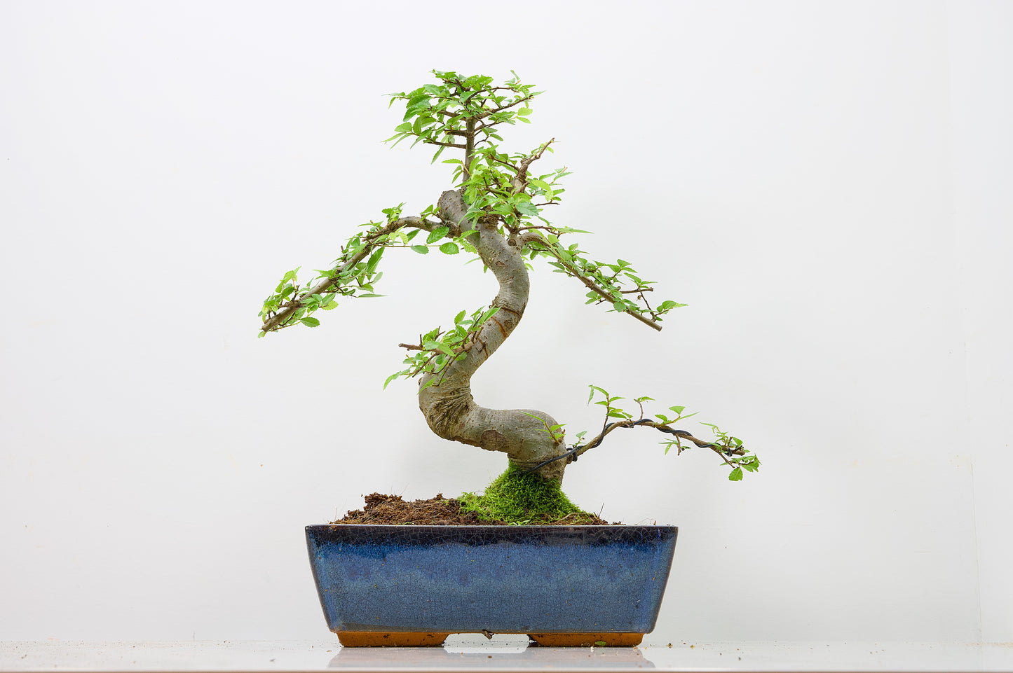 Chinese Elm Bonsai and Care Kit in 25cm Navy Ceramic Pot