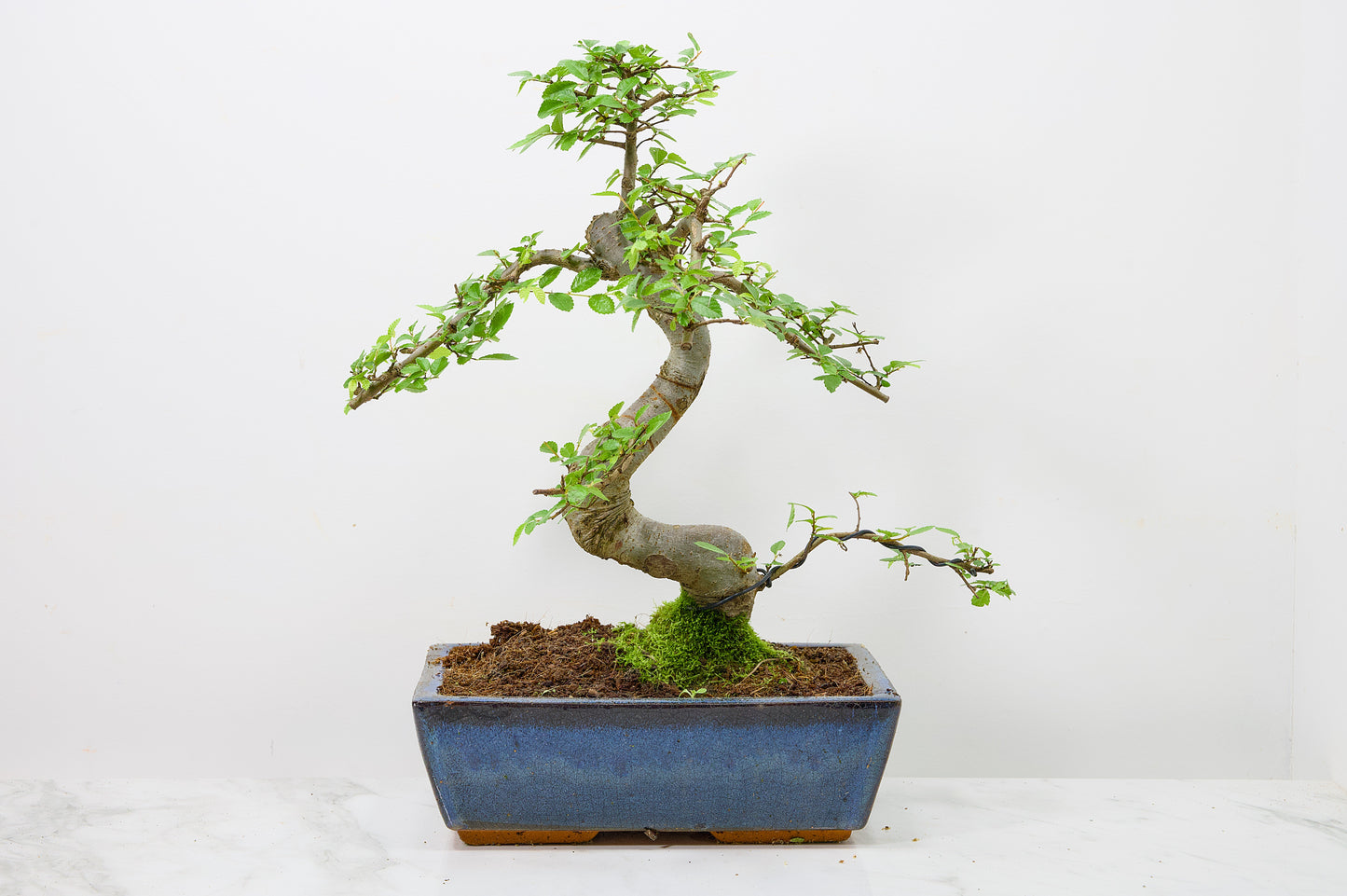 Chinese Elm Bonsai and Care Kit in 25cm Navy Ceramic Pot