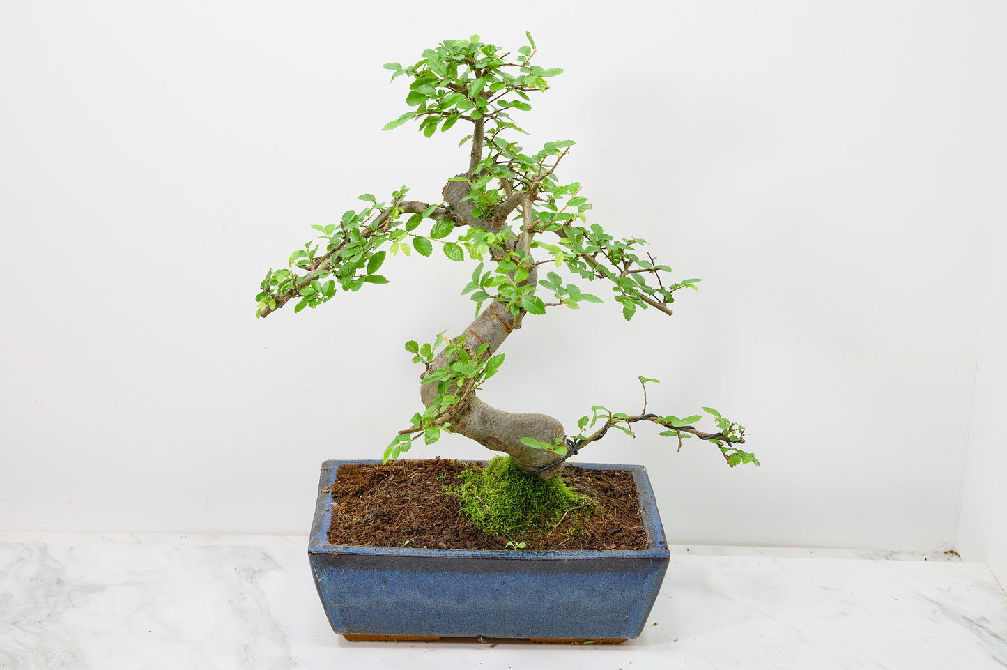 Chinese Elm Bonsai and Care Kit in 25cm Navy Ceramic Pot