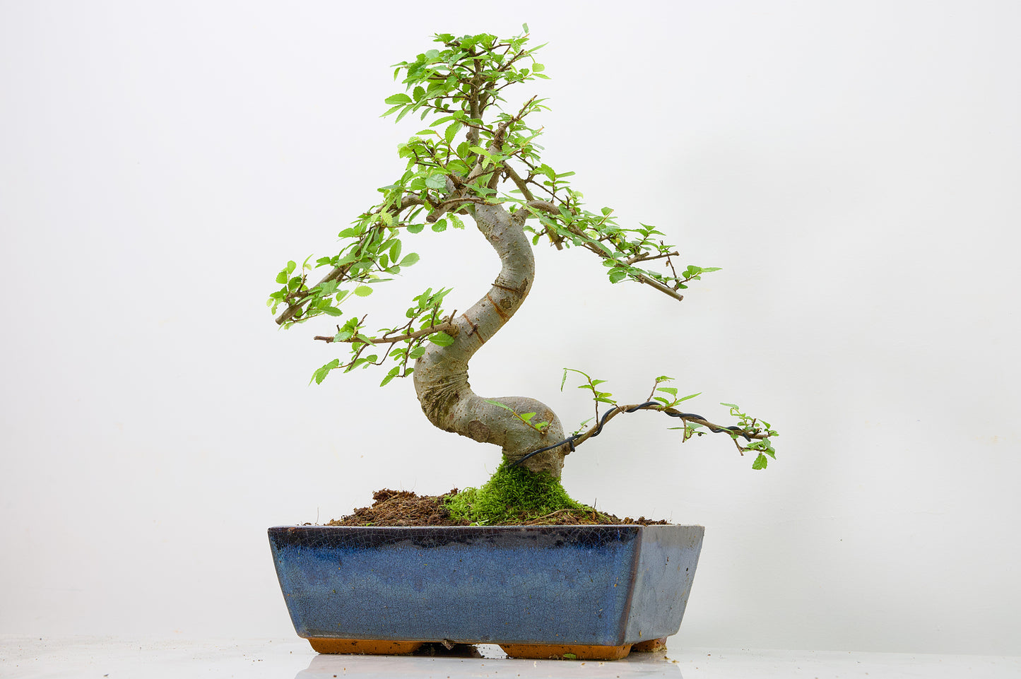 Chinese Elm Bonsai and Care Kit in 25cm Navy Ceramic Pot
