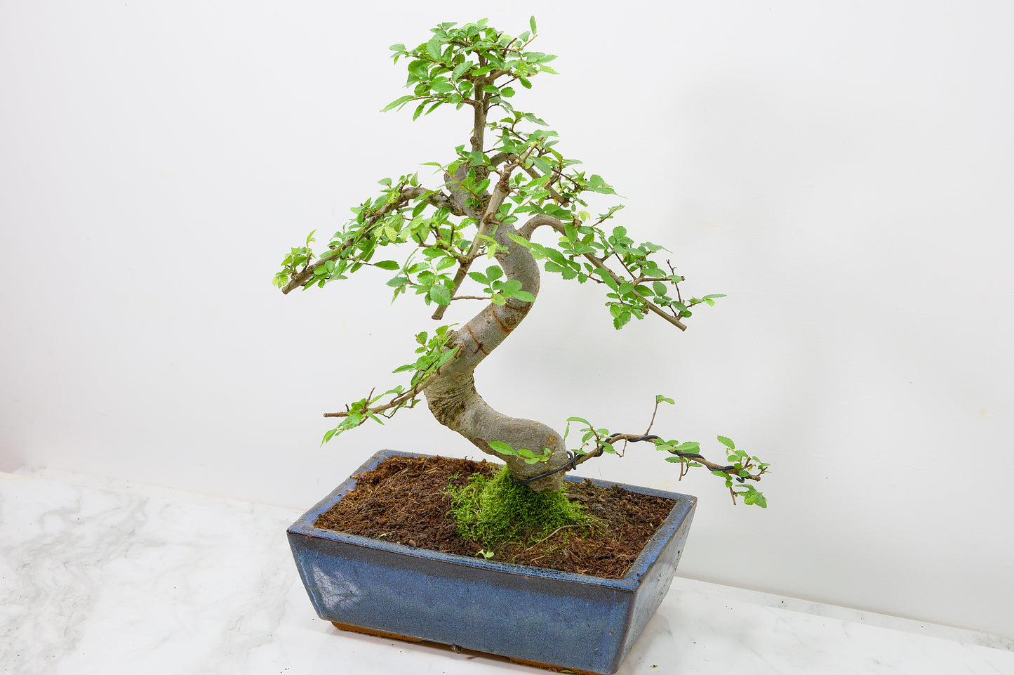 Chinese Elm Bonsai and Care Kit in 25cm Navy Ceramic Pot
