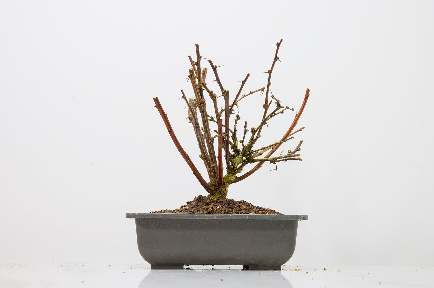 Berberis  Starter  Bonsai material