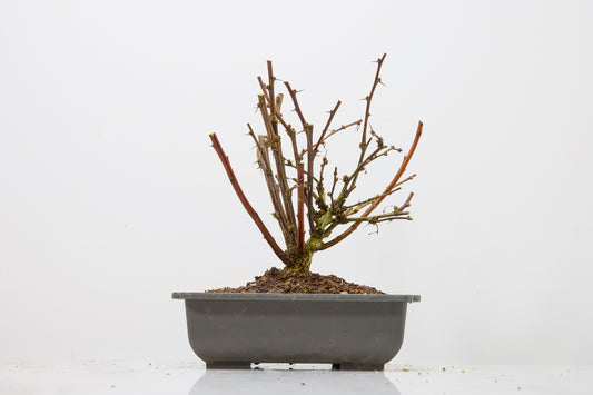 Berberis  Starter  Bonsai material