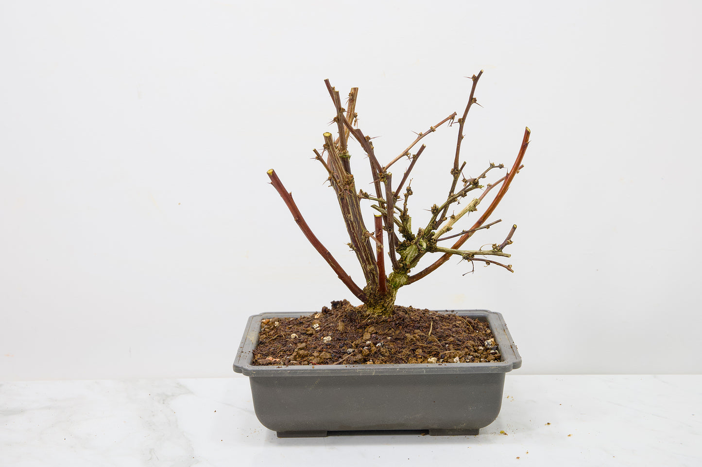 Berberis  Starter  Bonsai material