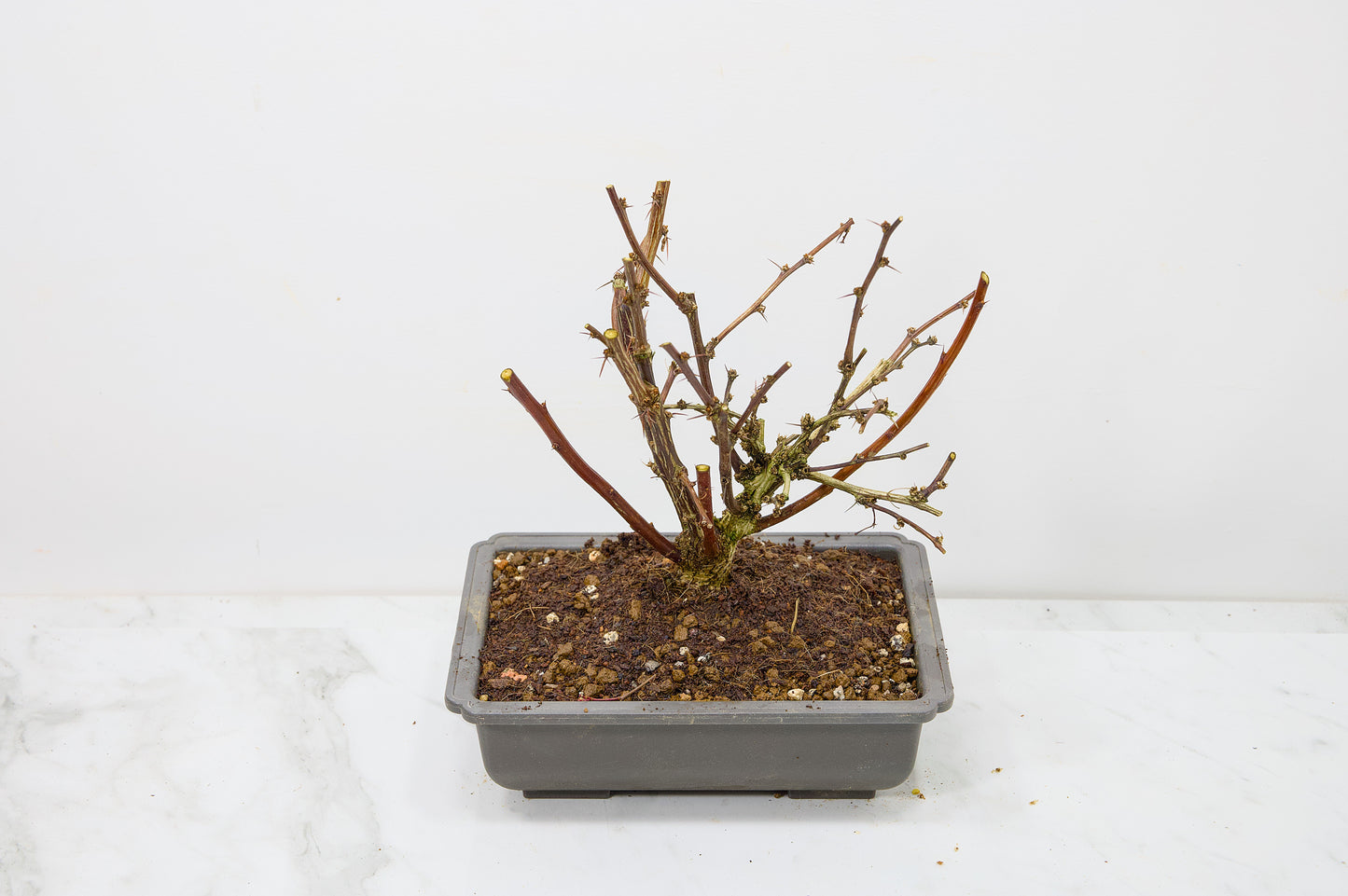 Berberis  Starter  Bonsai material