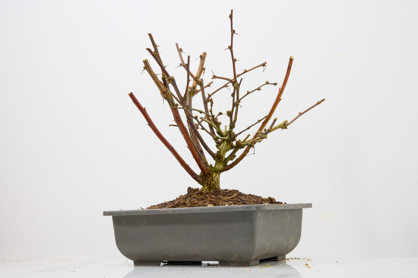 Berberis  Starter  Bonsai material