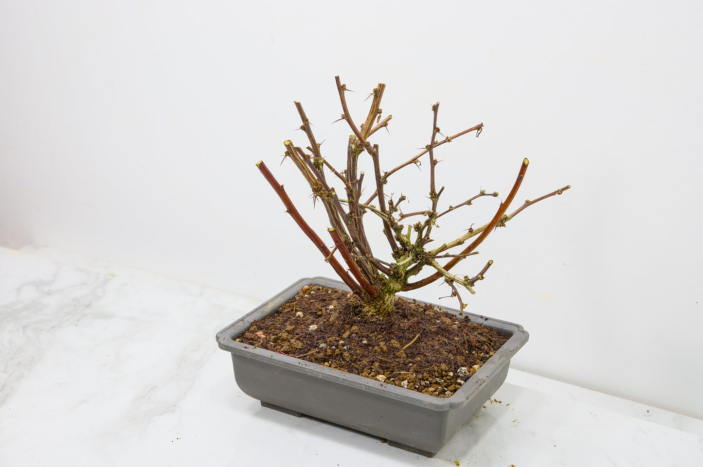 Berberis  Starter  Bonsai material