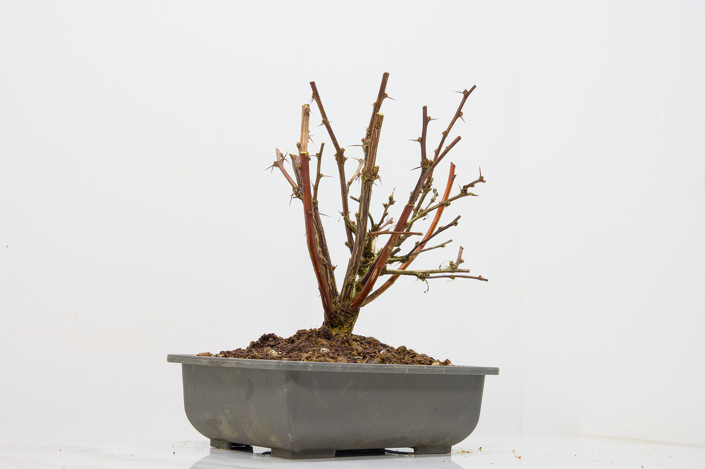 Berberis  Starter  Bonsai material