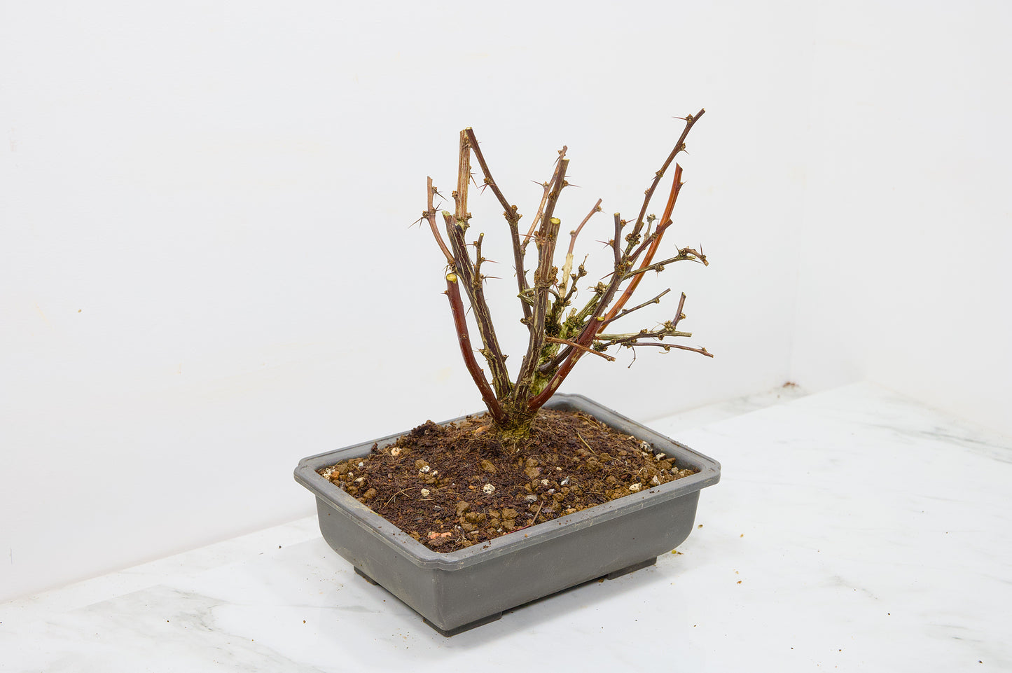 Berberis  Starter  Bonsai material