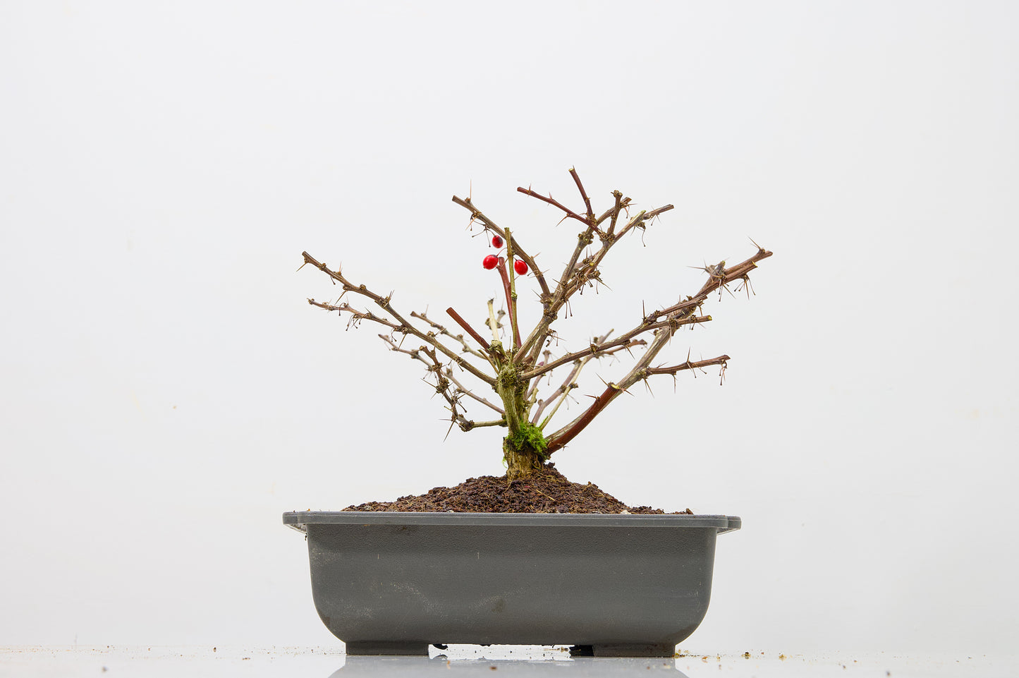 Berberis  Starter  Bonsai material