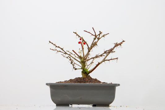 Berberis  Starter  Bonsai material