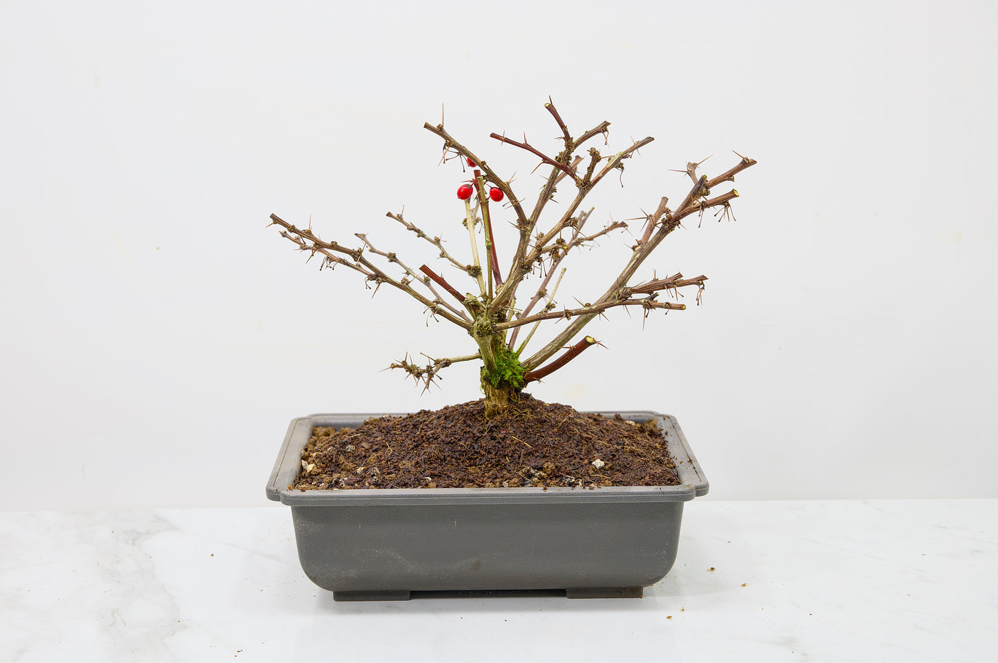 Berberis  Starter  Bonsai material