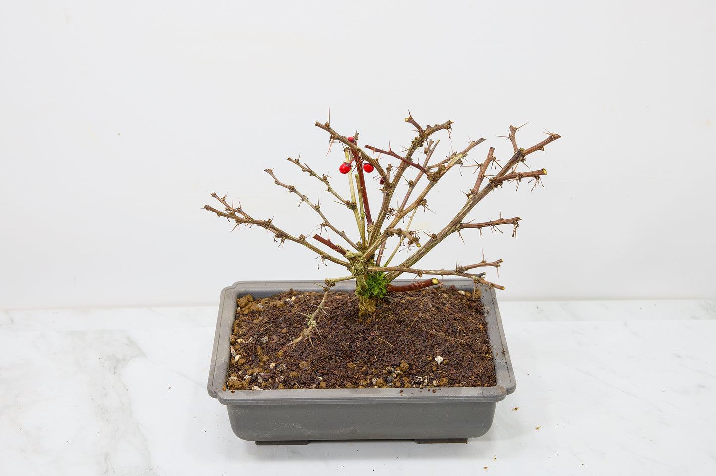 Berberis  Starter  Bonsai material