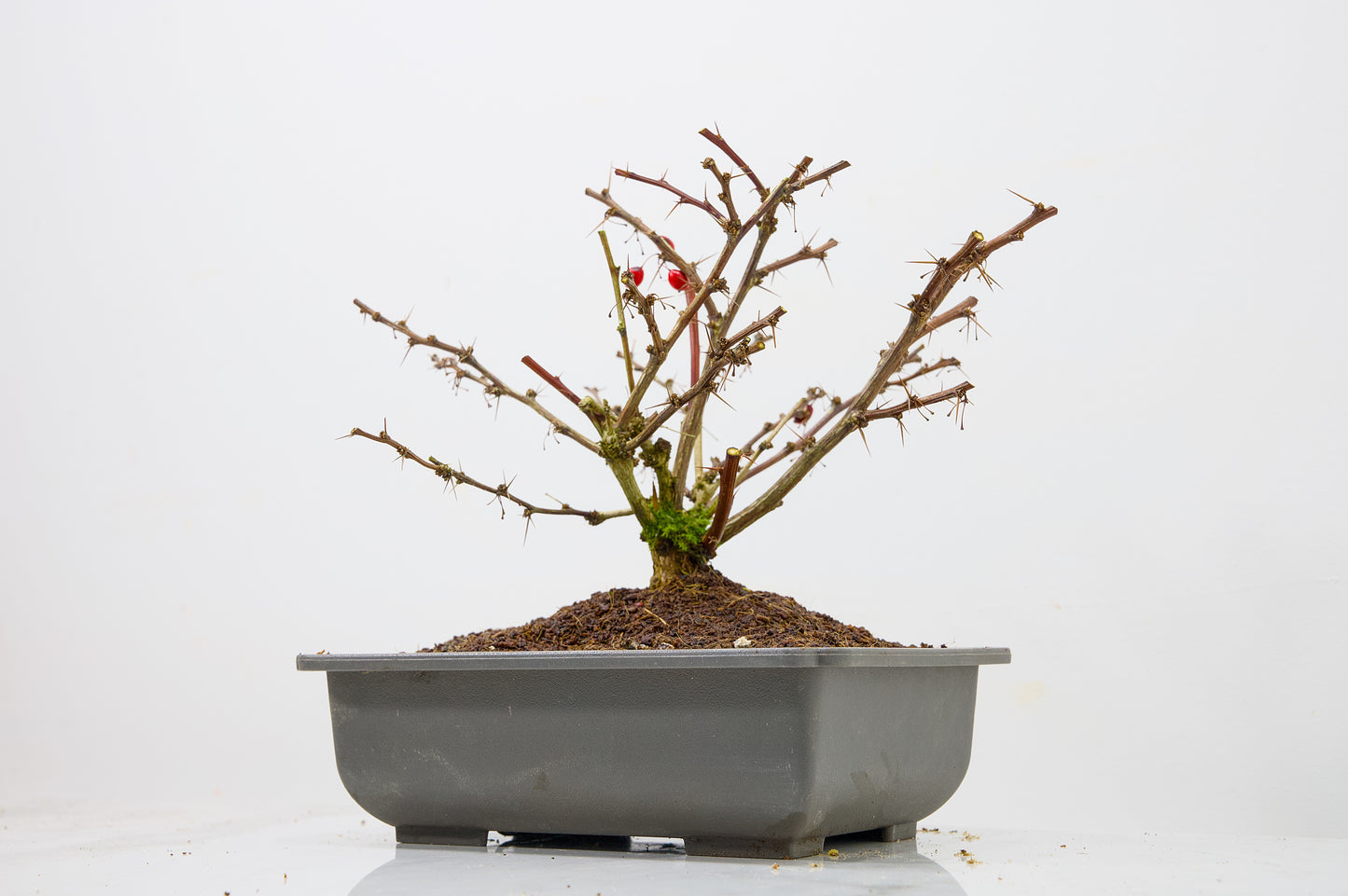 Berberis  Starter  Bonsai material