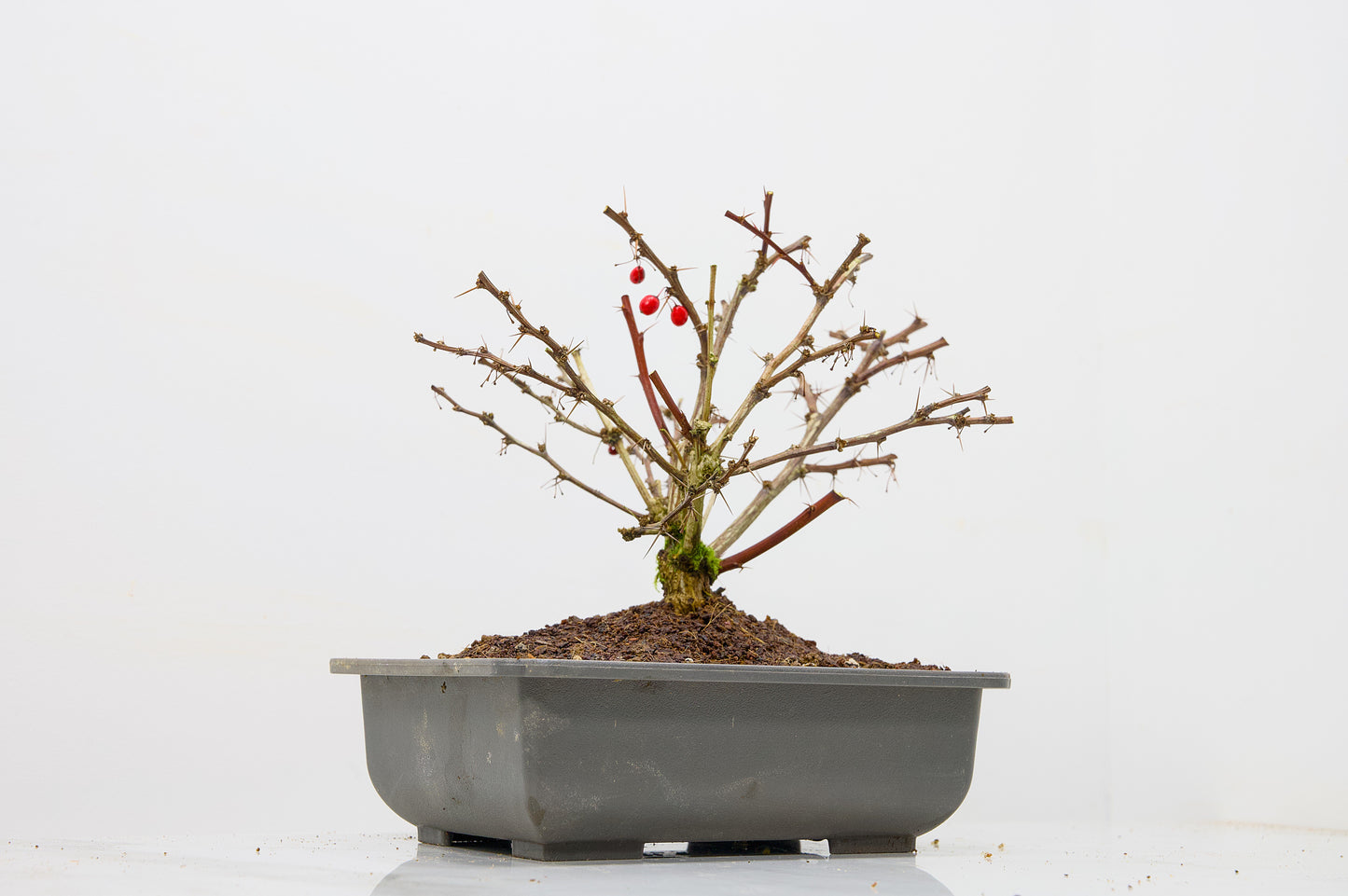 Berberis  Starter  Bonsai material