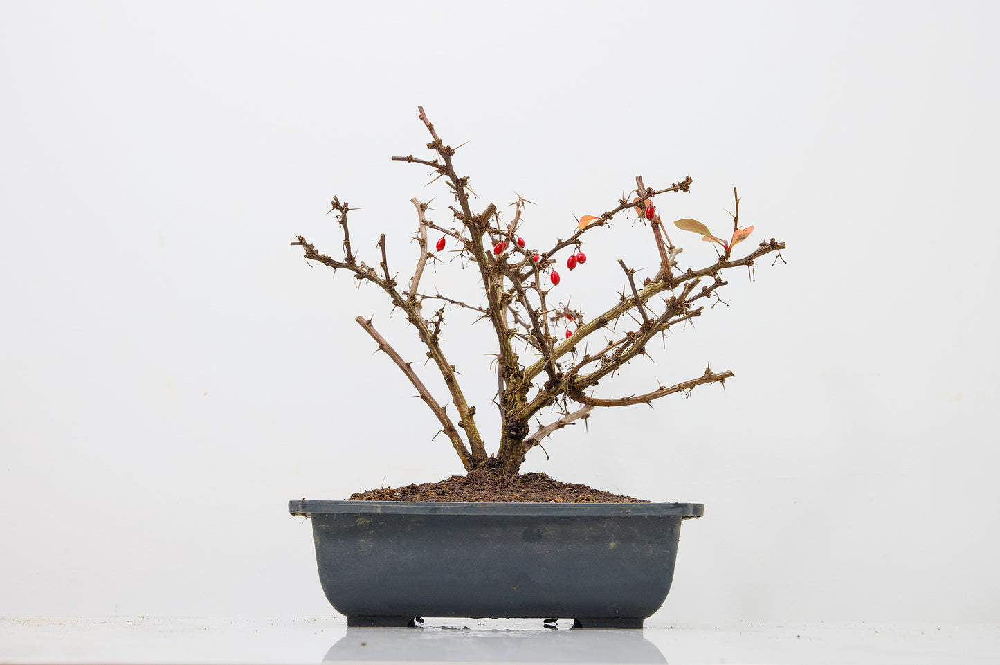 Berberis  Starter  Bonsai material