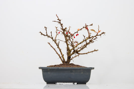 Berberis  Starter  Bonsai material