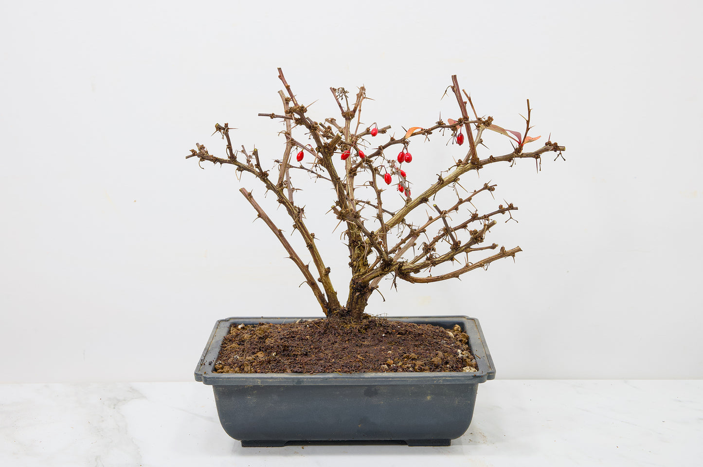 Berberis  Starter  Bonsai material