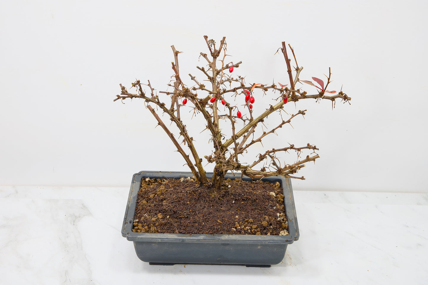 Berberis  Starter  Bonsai material