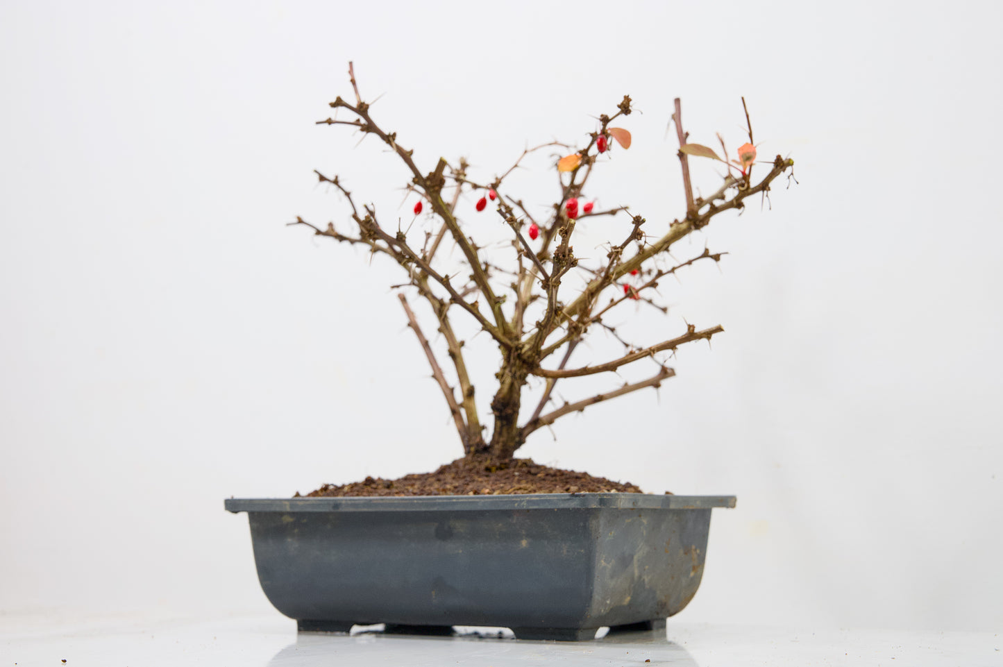 Berberis  Starter  Bonsai material