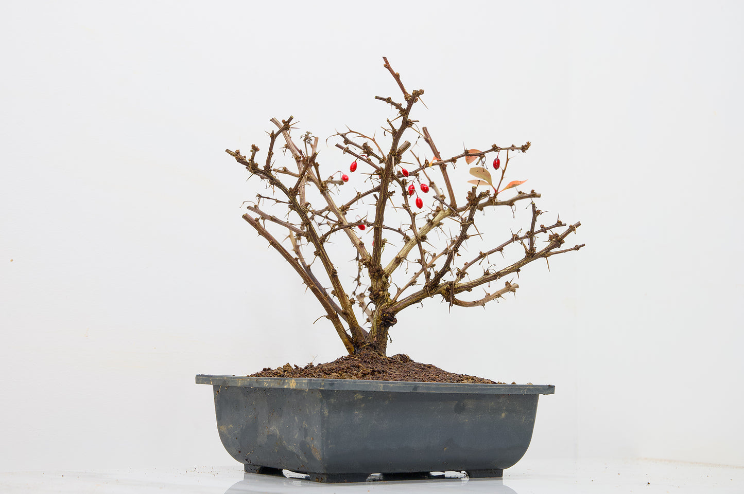 Berberis  Starter  Bonsai material