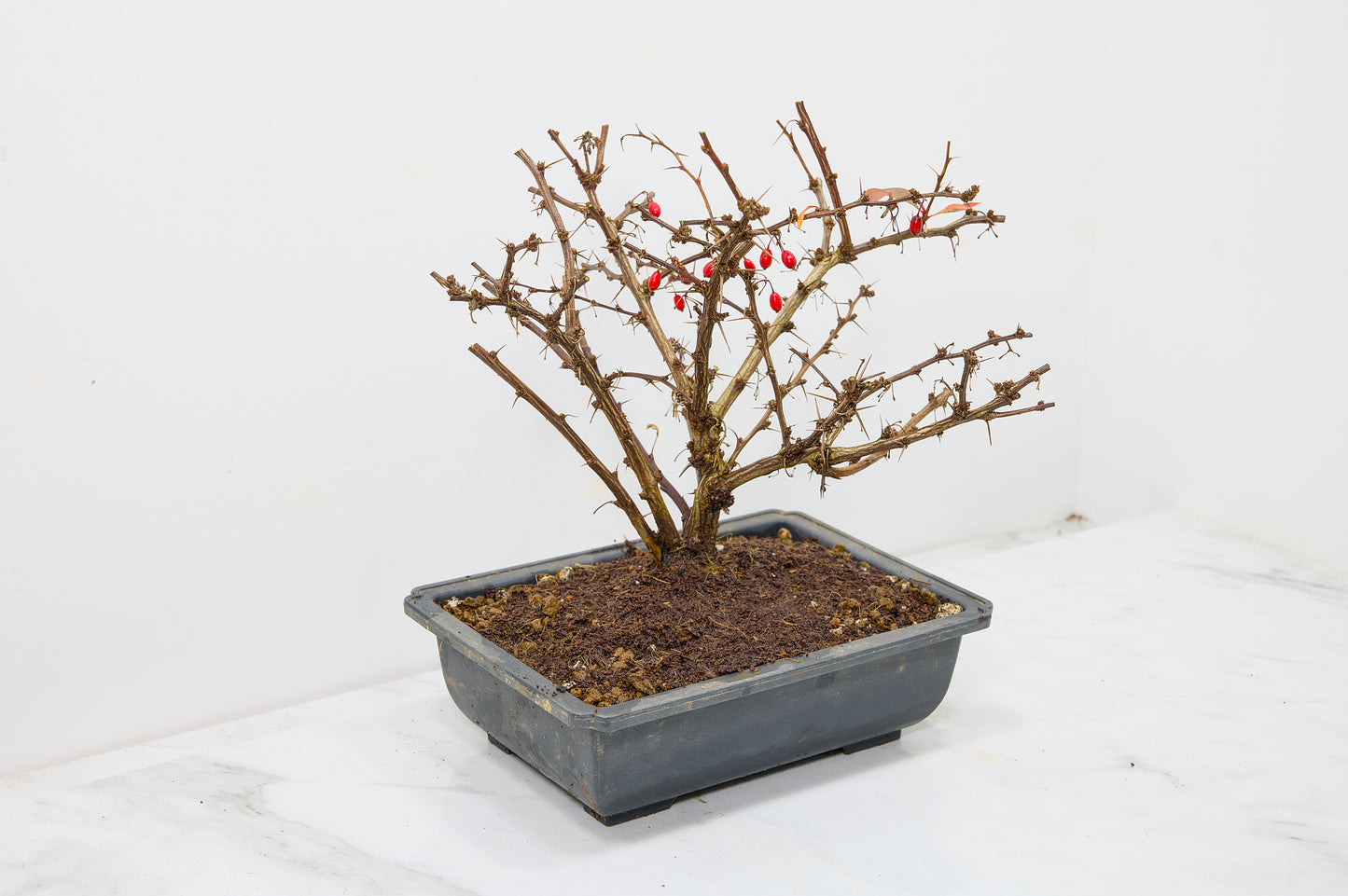 Berberis  Starter  Bonsai material