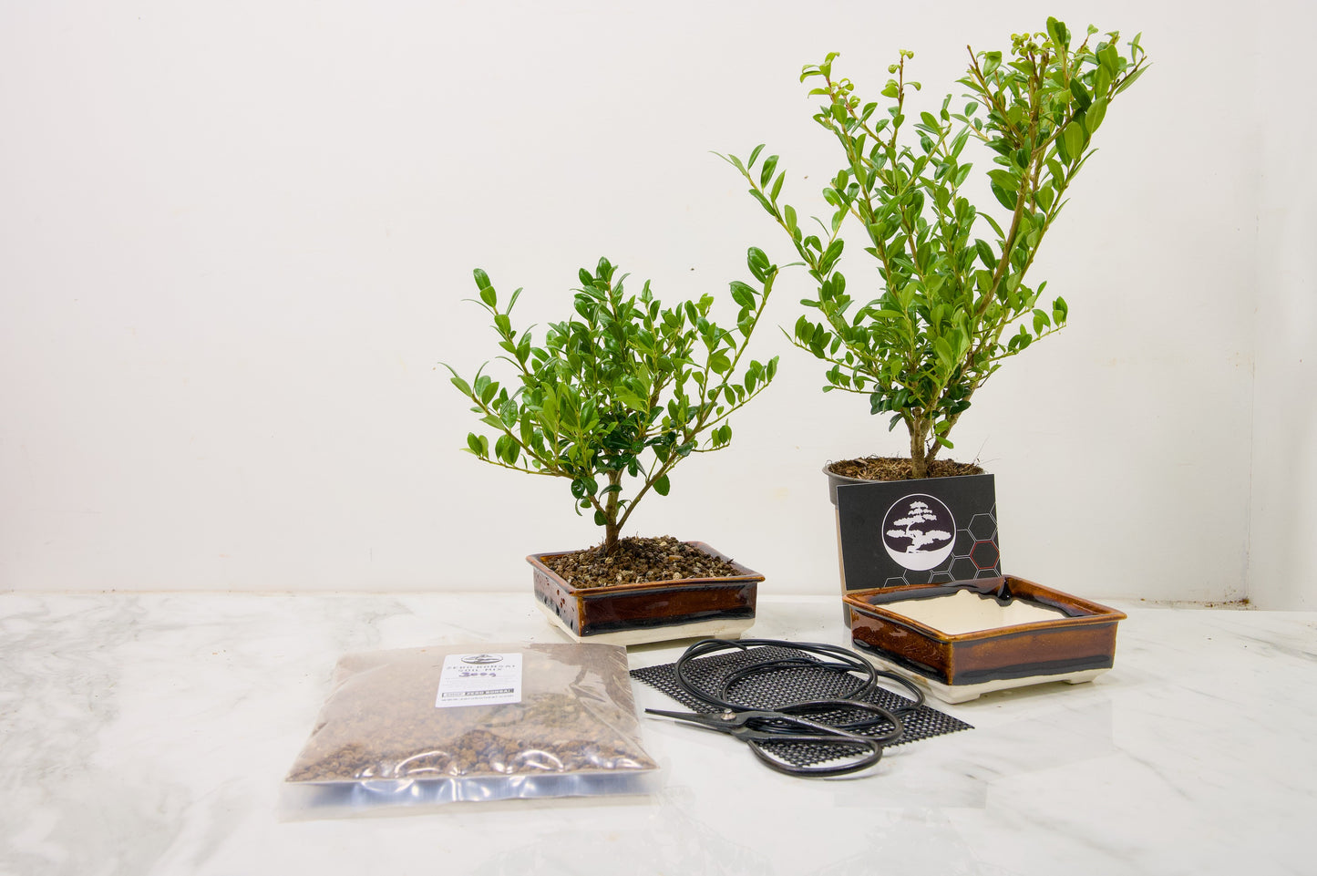 Japanese Holly- Starter Bonsai  Signature Bundle