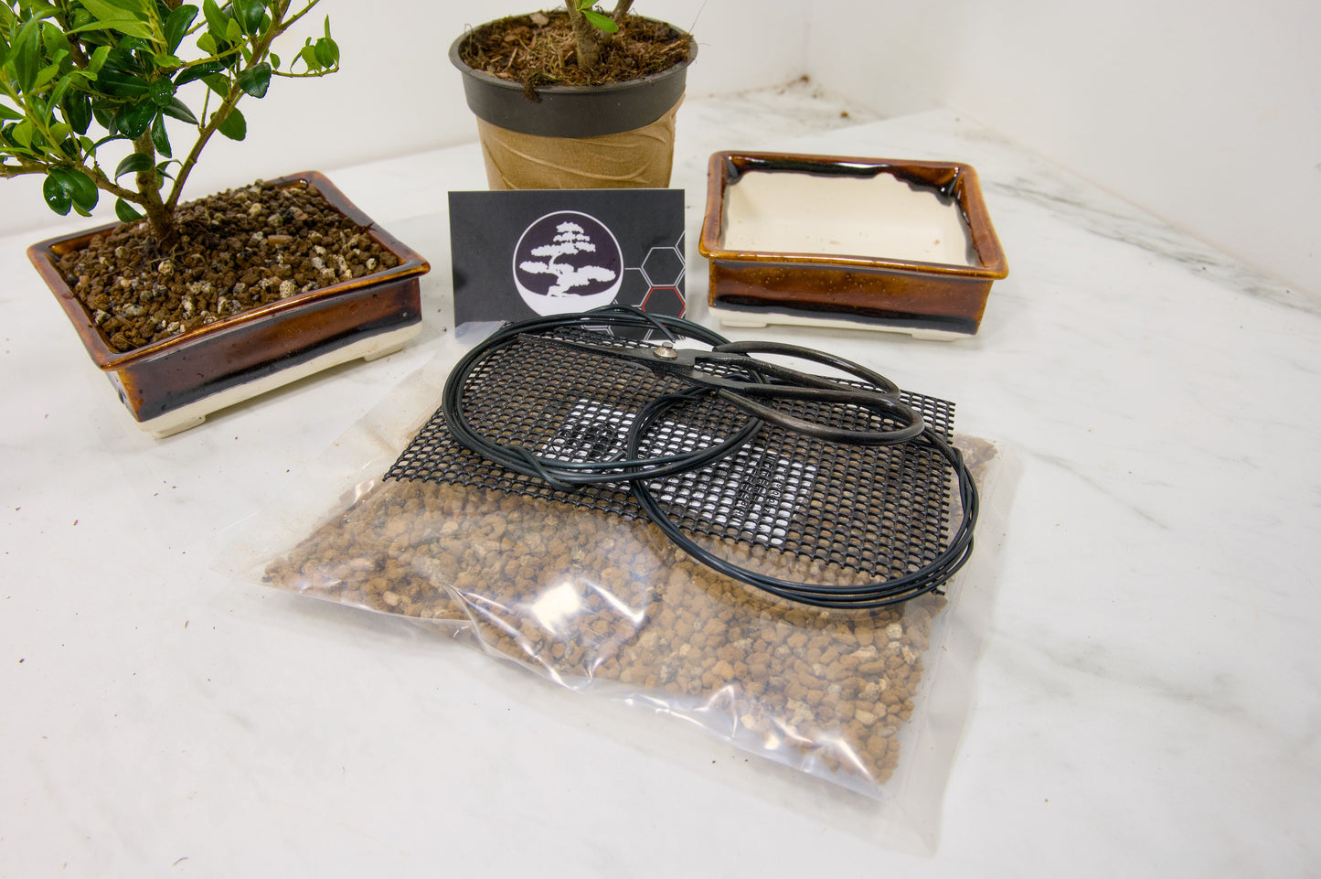 Japanese Holly- Starter Bonsai  Signature Bundle