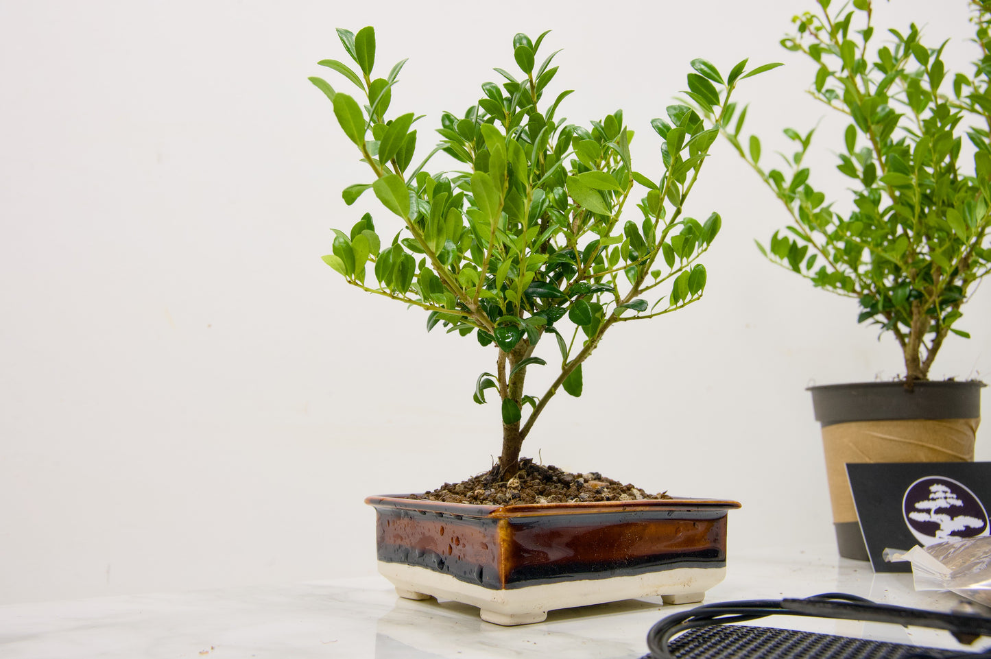 Japanese Holly- Starter Bonsai  Signature Bundle