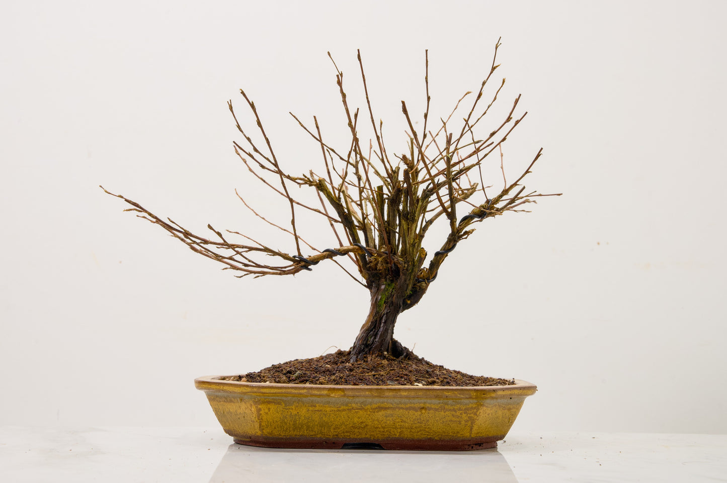 Potentilla Flowering  Bonsai