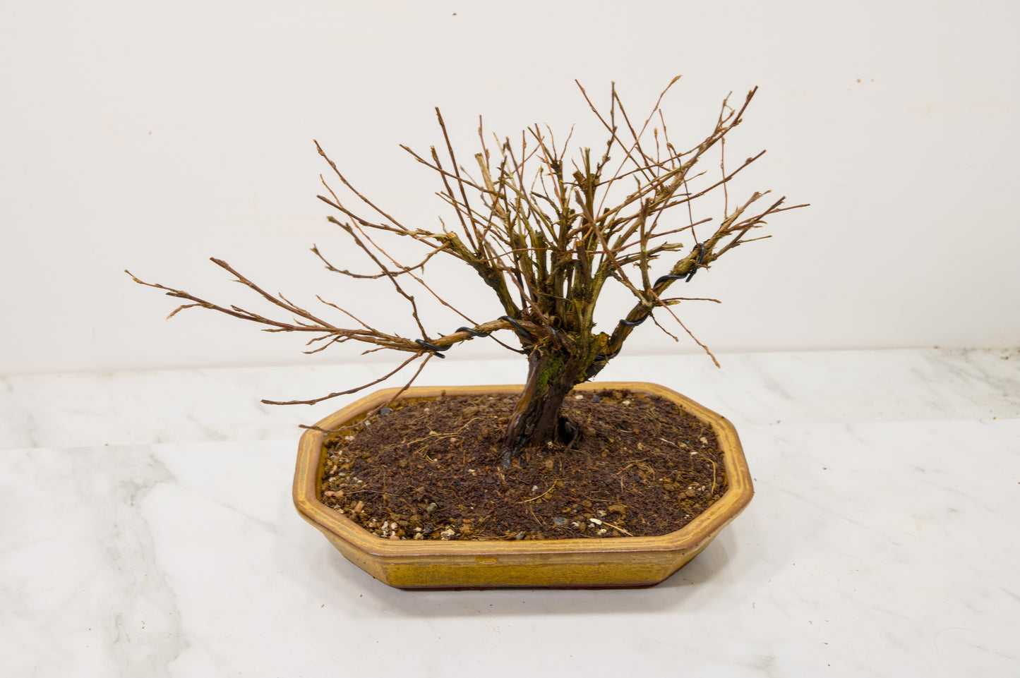 Potentilla Flowering  Bonsai