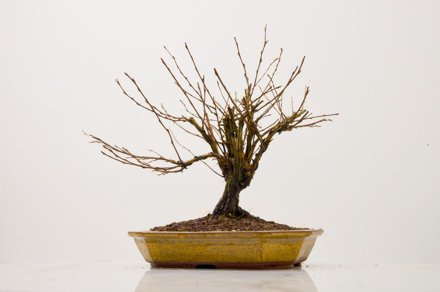 Potentilla Flowering  Bonsai