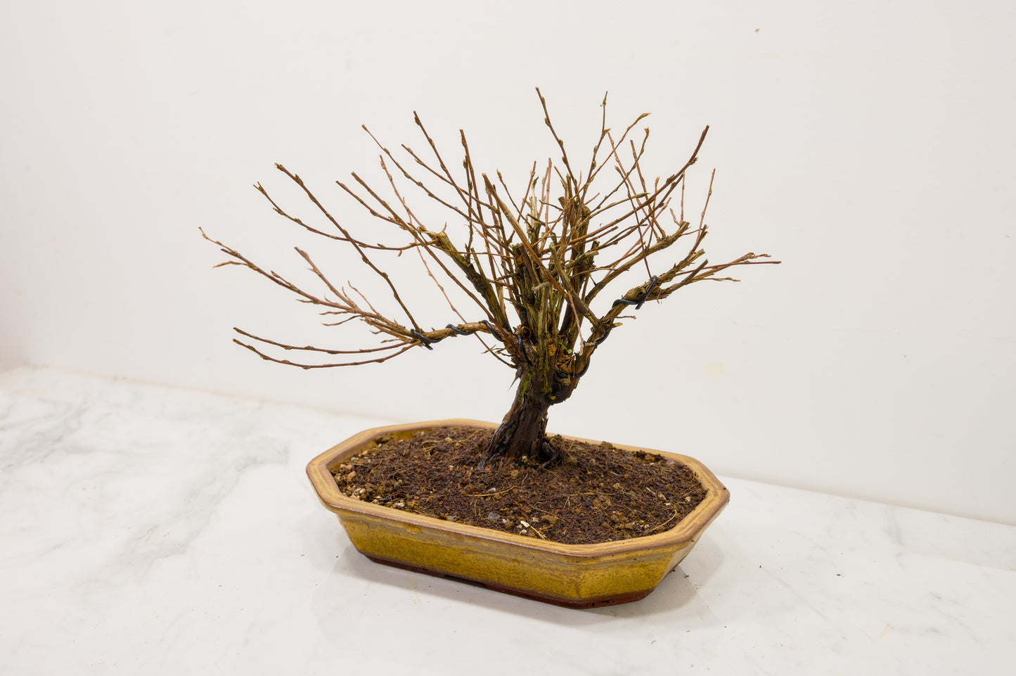 Potentilla Flowering  Bonsai