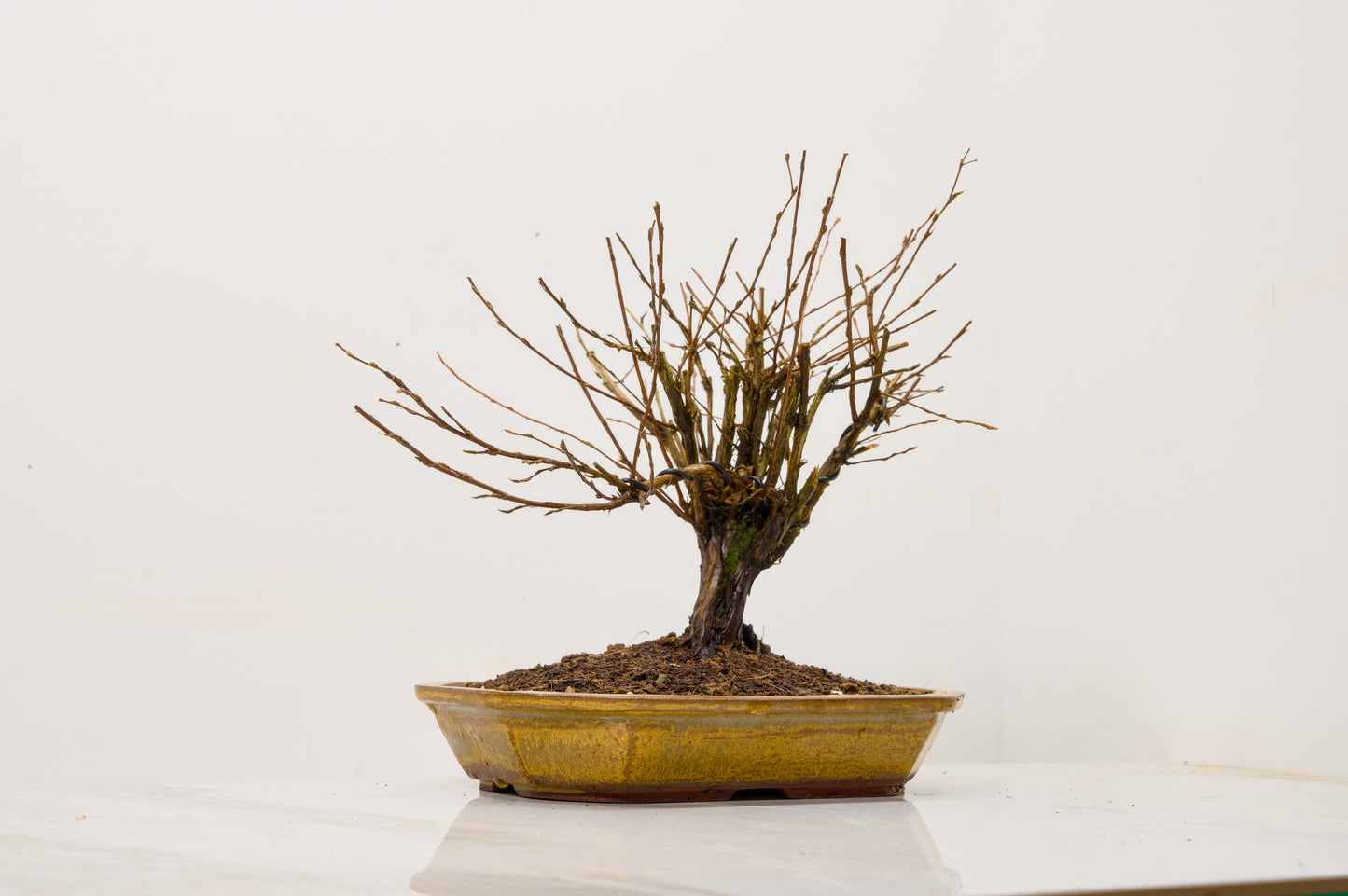 Potentilla Flowering  Bonsai