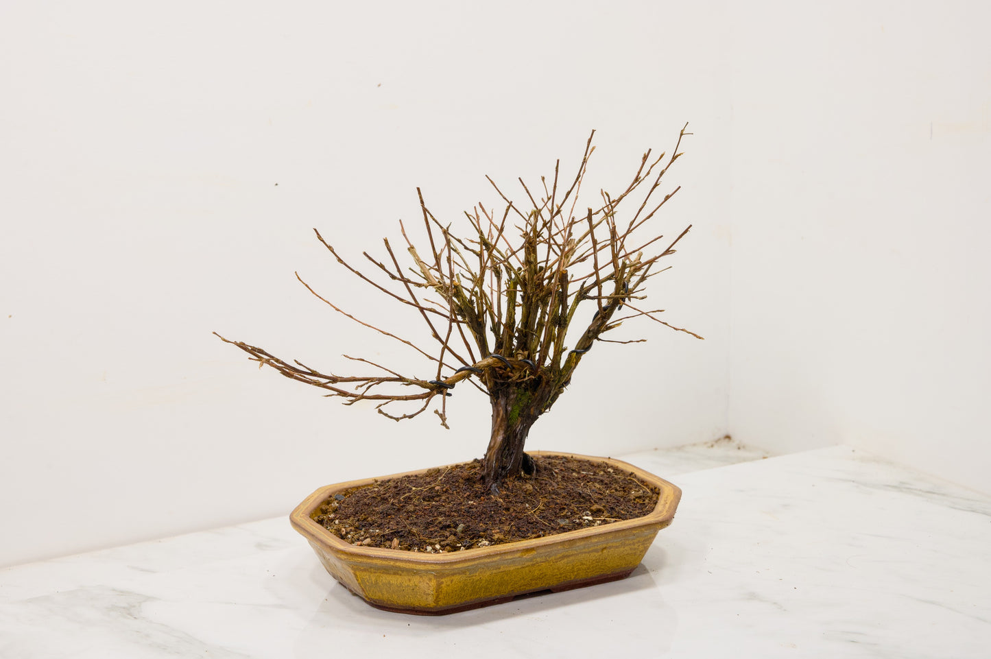 Potentilla Flowering  Bonsai