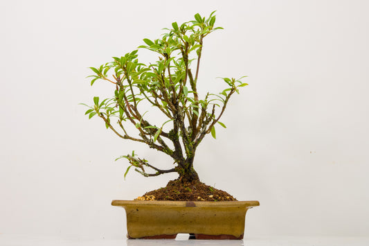 Kalmia Flowering  Bonsai