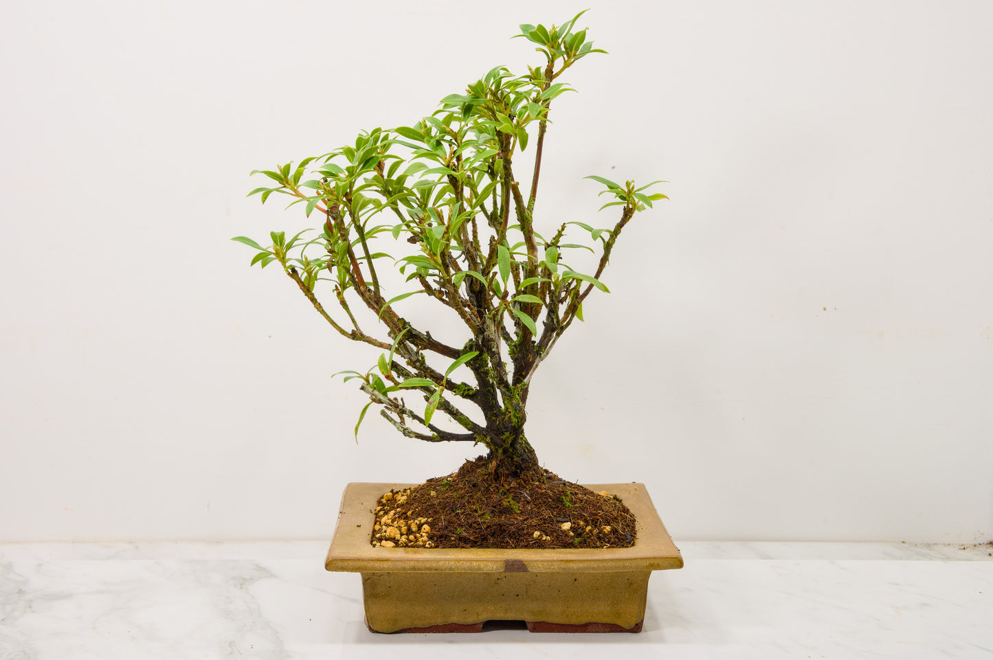 Kalmia Flowering  Bonsai