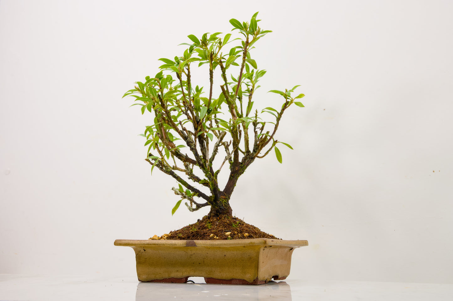 Kalmia Flowering  Bonsai