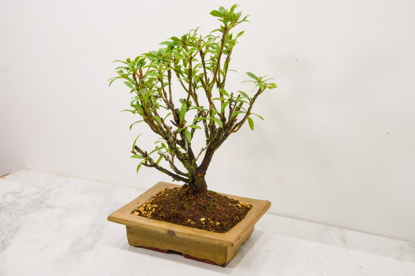 Kalmia Flowering  Bonsai