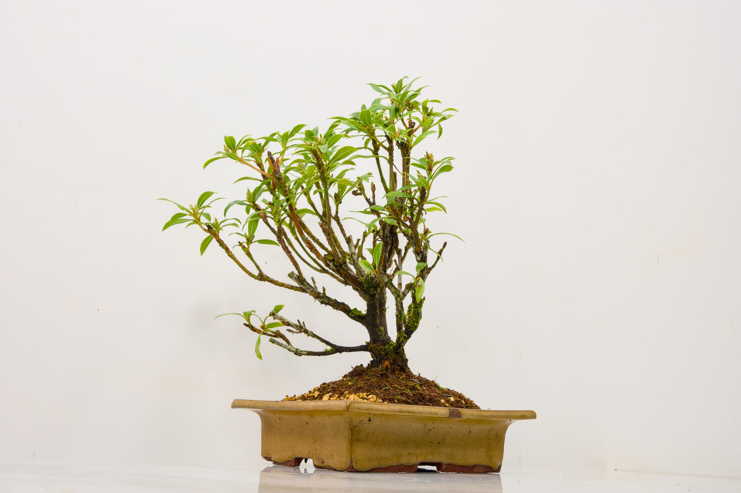Kalmia Flowering  Bonsai