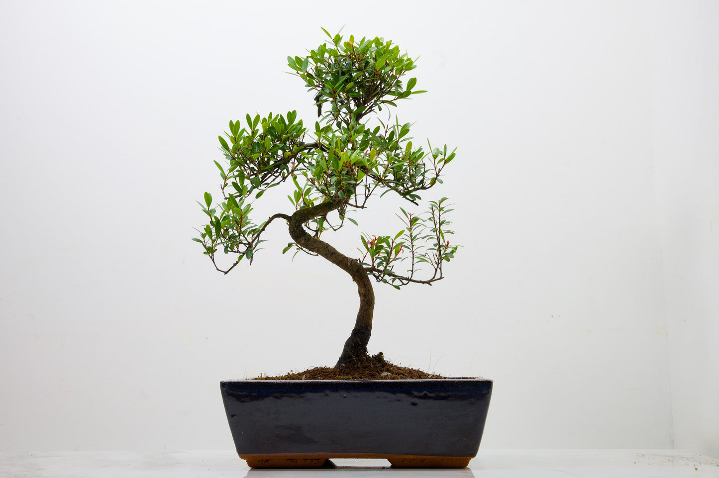 Chinese Myrtle Bonsai  S Trunk - 25cm Blue Ceramic Pot