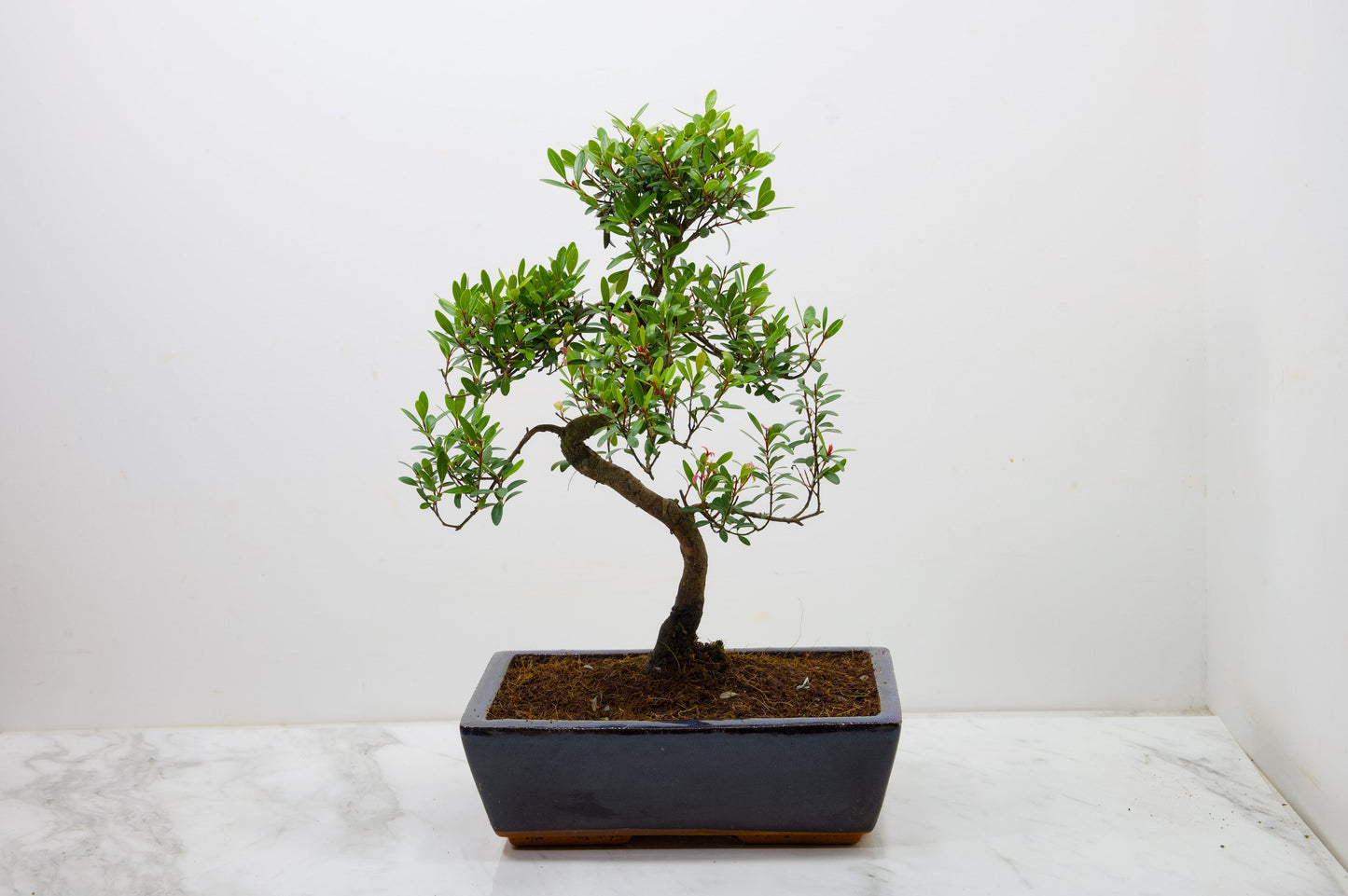 Chinese Myrtle Bonsai  S Trunk - 25cm Blue Ceramic Pot