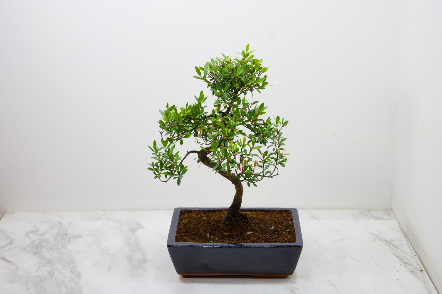 Chinese Myrtle Bonsai  S Trunk - 25cm Blue Ceramic Pot