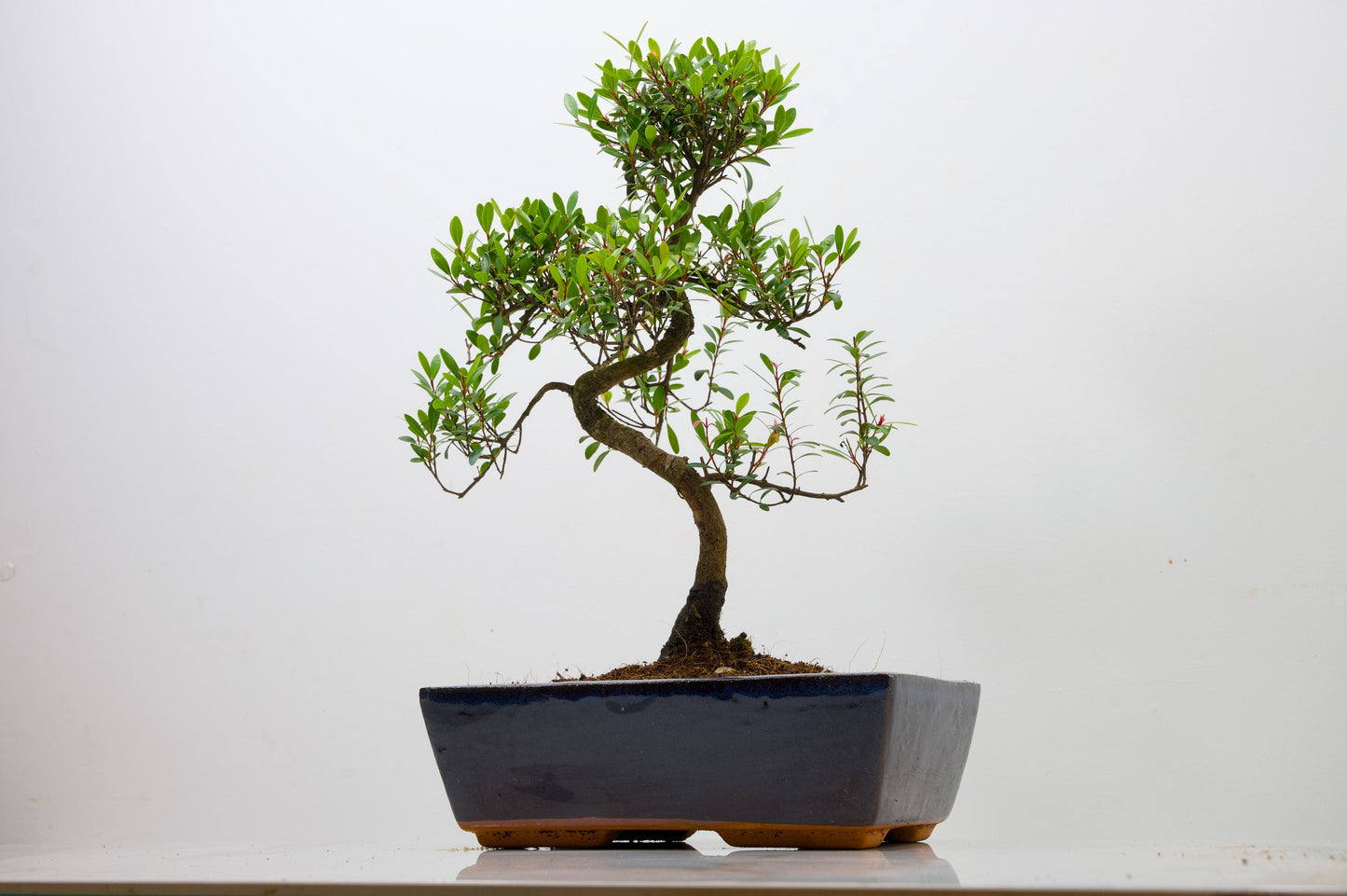 Chinese Myrtle Bonsai  S Trunk - 25cm Blue Ceramic Pot