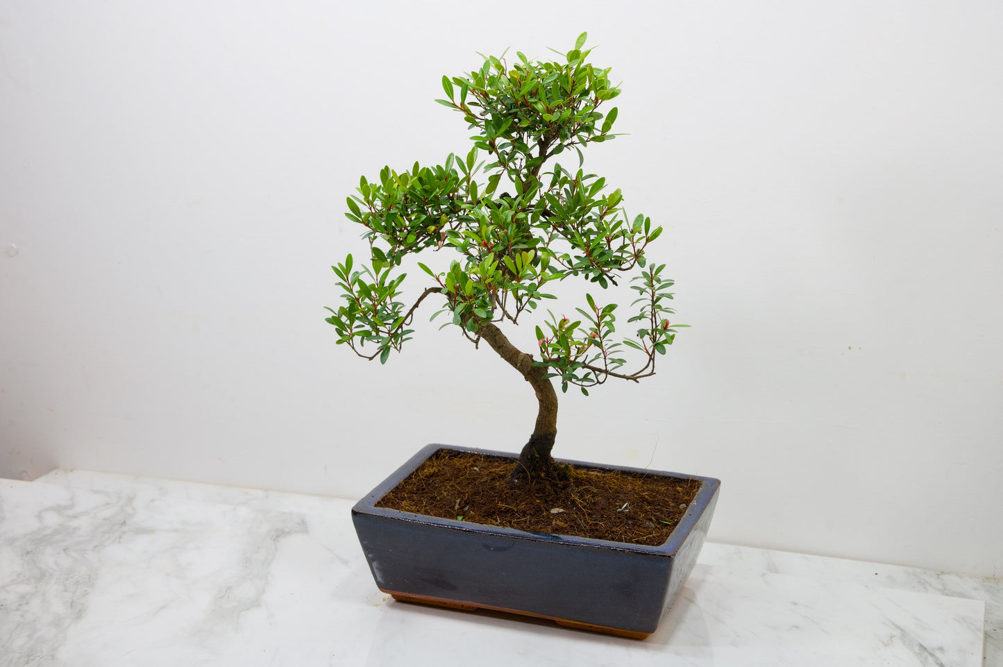 Chinese Myrtle Bonsai  S Trunk - 25cm Blue Ceramic Pot