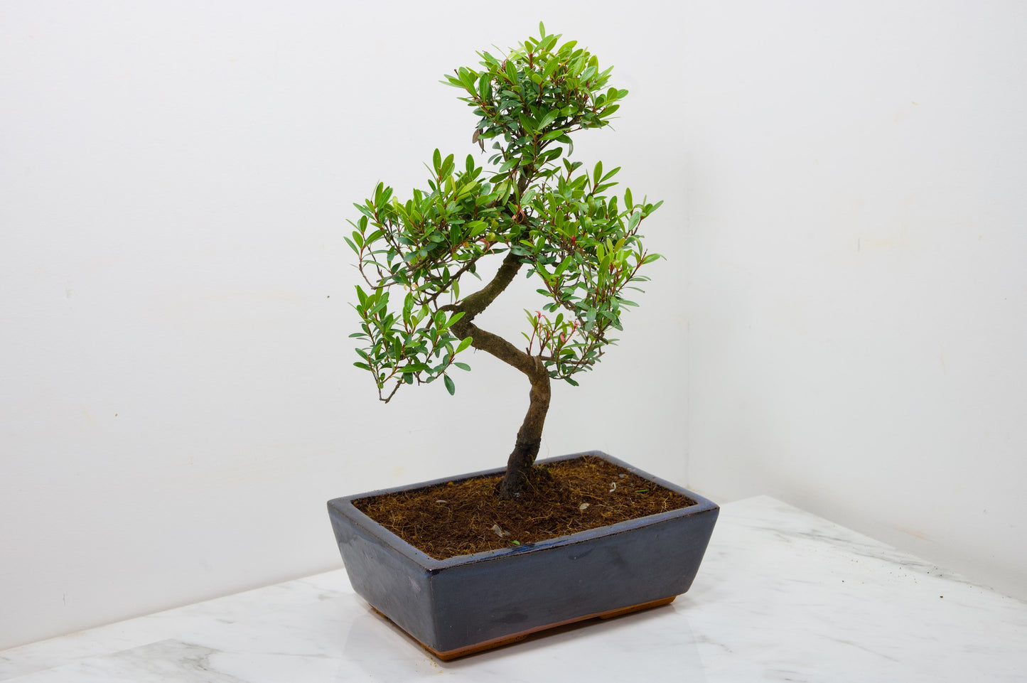 Chinese Myrtle Bonsai  S Trunk - 25cm Blue Ceramic Pot