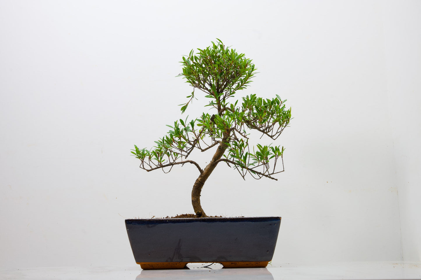 Chinese Myrtle Bonsai  S Trunk - 25cm Blue Ceramic Pot
