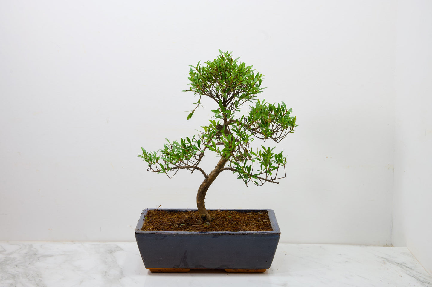 Chinese Myrtle Bonsai  S Trunk - 25cm Blue Ceramic Pot